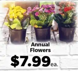 Living Fresh Market Annual Flowers offer