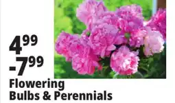 Ocean State Job Lot Flowering Bulbs & Perennials offer