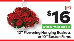 Weis Markets 10 Flowering Hanging Baskets or 10 Boston Ferns offer