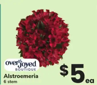 ACME Alstroemeria offer