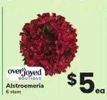 Safeway Alstroemeria offer