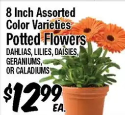 Western Beef 8 Inch Assorted Color Varieties Potted Flowers offer