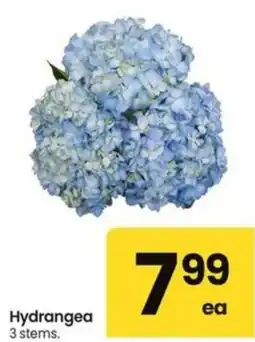 Albertsons Hydrangea offer