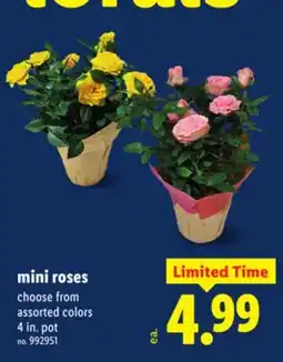 Lidl Mini roses offer