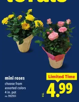 Lidl Mini roses offer
