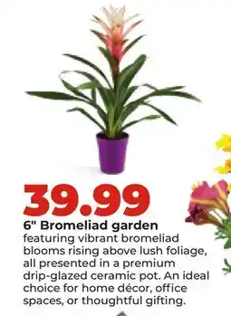Hy-Vee 6 Bromeliad garden offer