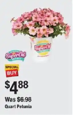 The Home Depot Quart Petunia offer