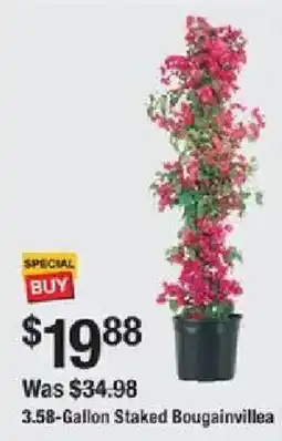 The Home Depot 3.58-Gallon Staked Bougainvillea offer