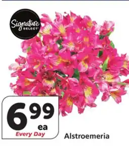 Vons Alstroemeria offer