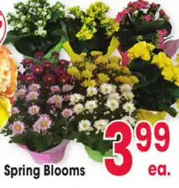 Jewel-Osco Spring Blooms offer