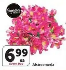 Albertsons Alstroemeria offer