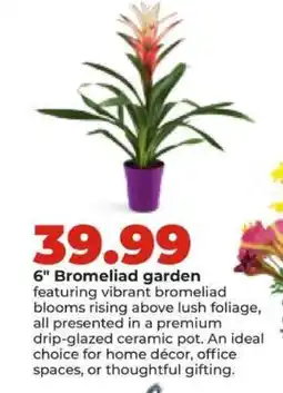 Hy-Vee 6 Bromeliad garden offer