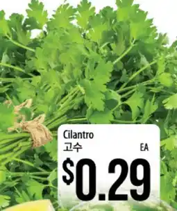 Hmart Cilantro offer