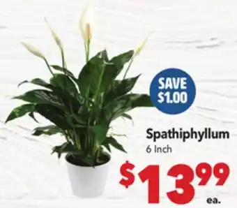 Vallarta Supermarkets Spathiphyllum offer