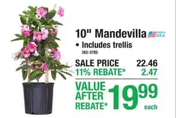 Menards 10 Mandevilla offer