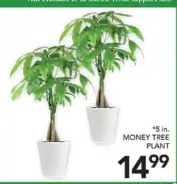 Pete's Fresh Market 5 in. MONEY TREE PLANT offer