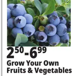 Ocean State Job Lot Grow Your Own Fruits & Vegetables offer