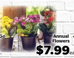 Living Fresh Market Annual Flowers offer