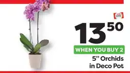 Weis Markets 5 Orchids in Deco Pot offer