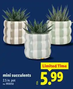 Lidl mini succulents offer