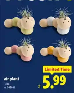Lidl air plant offer