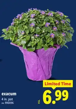 Lidl exacum offer
