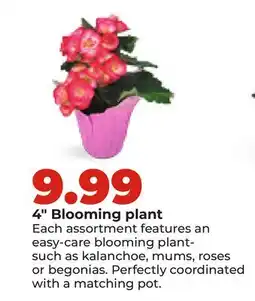 Hy-Vee 4 Blooming plant offer