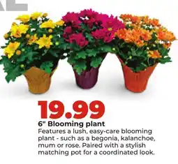 Hy-Vee 6 Blooming plant offer