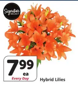 Vons Hybrid Lilies offer