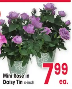 Jewel-Osco Mini Rose in Daisy Tin offer