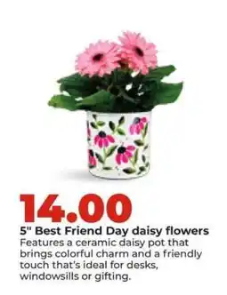 Hy-Vee 5 Best Friend Day daisy flowers offer