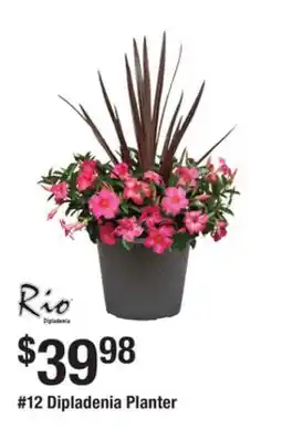 The Home Depot 12 Dipladenia Planter offer