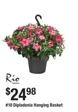 The Home Depot RIO #10 Dipladenia Hanging Basket offer