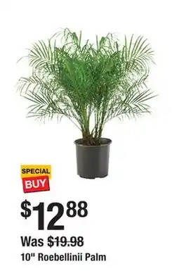 The Home Depot 10 Roebellinii Palm offer
