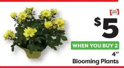 Weis Markets 4 Blooming Plants offer