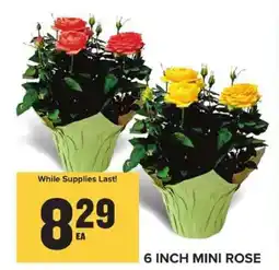 Food Lion 6 Inch Mini Rose offer