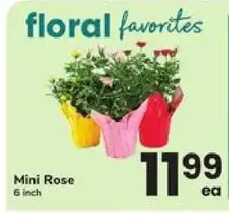 Safeway Mini Rose offer