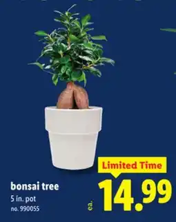 Lidl Bonsai tree offer