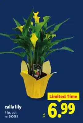 Lidl Calla lily offer