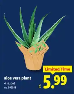 Lidl aloe vera plant offer