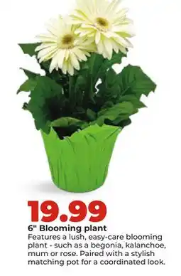 Hy-Vee 6 Blooming plant offer
