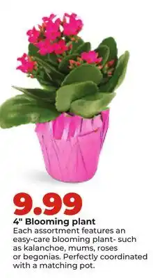 Hy-Vee 4 Blooming plant offer