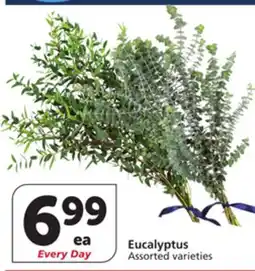 Vons Eucalyptus offer