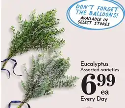 Pavilions Eucalyptus offer