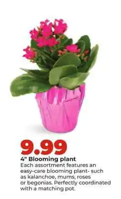 Hy-Vee Blooming plant offer