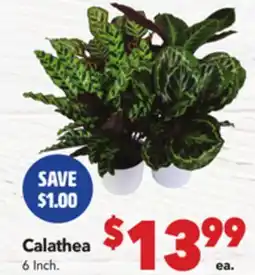 Vallarta Supermarkets Calathea offer