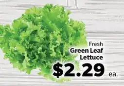 Living Fresh Market Fresh Green Leaf Lettuce offer