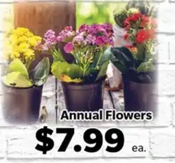 Living Fresh Market Annual Flowers offer
