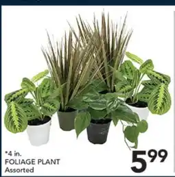 Pete's Fresh Market FOLIAGE PLANT offer
