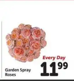 Safeway Garden Spray Roses offer